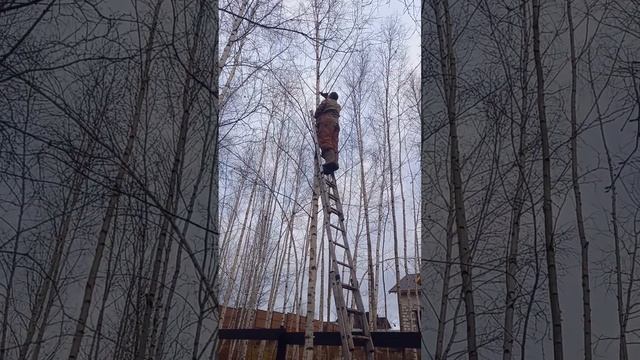 как неправильно подрезать березку смотреть онлайн