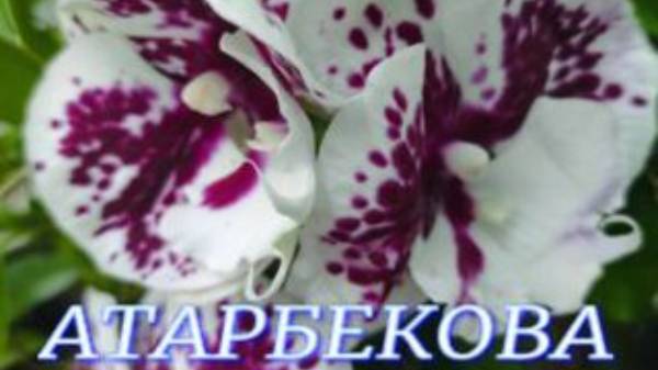 №922 / СВЕЖАЯ поставка ОРХИДЕЙ в с/ц на АТАРБЕКОВА