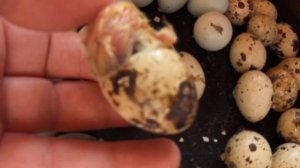 Техасский перепел ( белый ГИГАНТ ) наиболее популярная мясная порода / Начало вылупа 15/04/2021 год