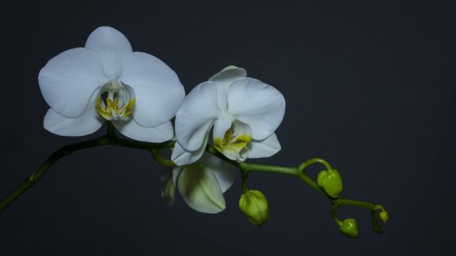 Butterfly Orchid / Orquídea Borboleta / Phalaenopsis Amabilis - LoFi
