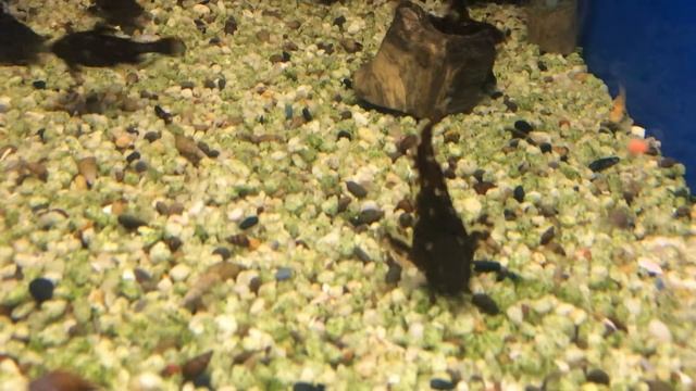 NEW!!! Агамикс звездчатый смотреть онлайн