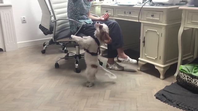 Rudolf akrobata смотреть онлайн