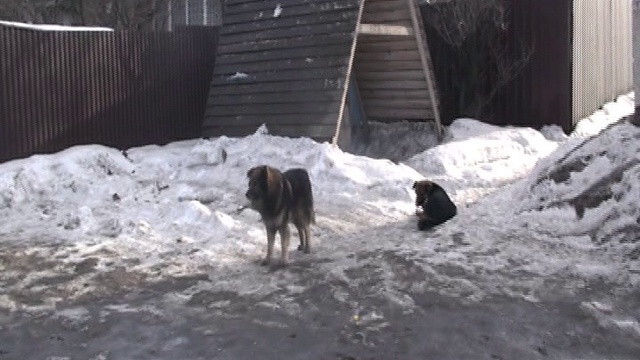 Действие шокера на собак