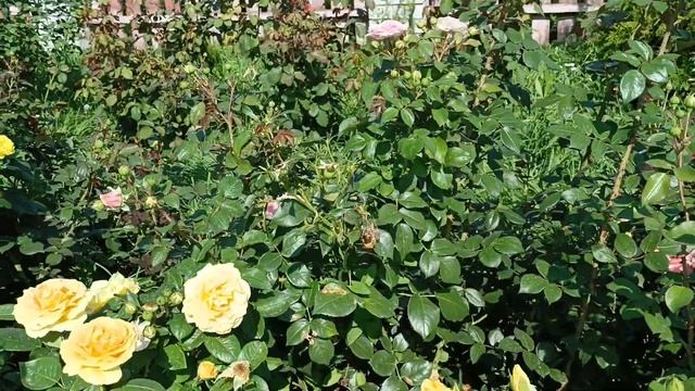 Обзор роз 25.08.2022 смотреть онлайн