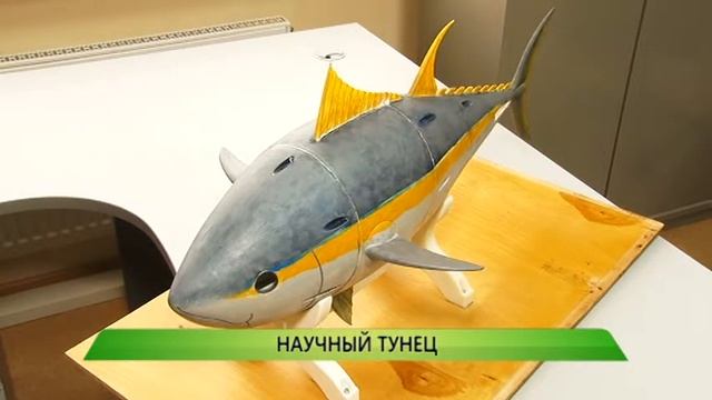 Научный тунец смотреть онлайн