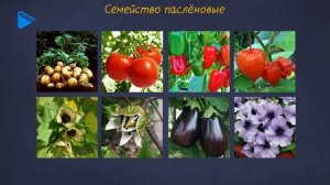6 класс - Биология - Семейство покрытосеменных