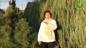 Когда обрезать розы осенью? Ещё немного про обрезку Мускусных и Английских роз. Питомник Е. Иващенк