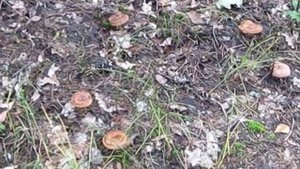 Леса Мордовии Грибы Свинушки