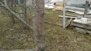 Омолаживаю СТАРУЮ СЛИВУ.Снижение высоты дерева.Формировка кроны в виде ,,чаши,,.