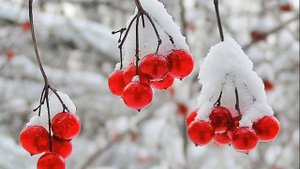 ТАМАРА КУТИДЗЕ ЗИМНЯЯ ЯГОДА
