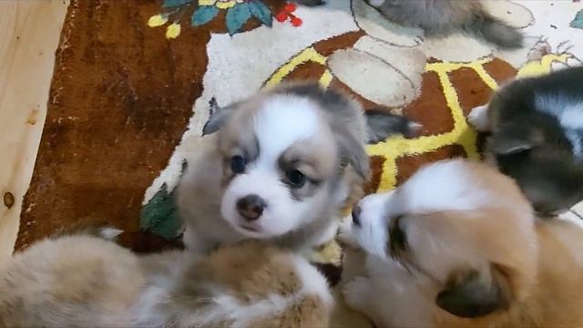 После ужина. Кефирчик начал действовать.😄 смотреть онлайн