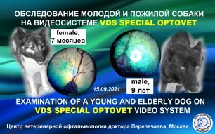 Офтальмологическое обследование молодой и пожилой собаки на видеосистеме VDS SPECIAL OPTOVET