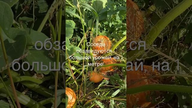 Соседи обзавидуются, получите хороший урожай на 1 метре, посадив кустовую тыкву смотреть онлайн