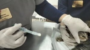 Как кошке в домашних условиях давать таблетки - таблеткодавателем. Ветклиника Добрый Доктор.