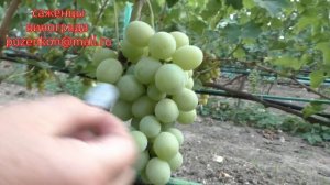 Виноград Смарагд на участке Пузенко Натальи Лариасовны