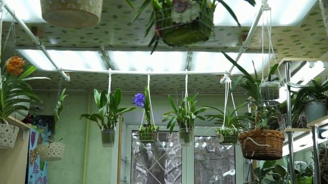 ПОТОЛОК для ОРХИДЕЙ:теперь они и ТАМ! Орхозахват потолка. смотреть онлайн