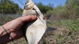 Какая рыба лучше всего ловится в октябре Рассказывает профессиональный рыболов