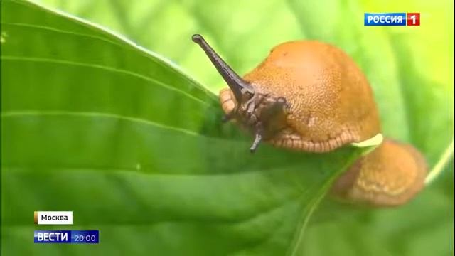 Испанские слизни пожирают растения в Москве смотреть онлайн