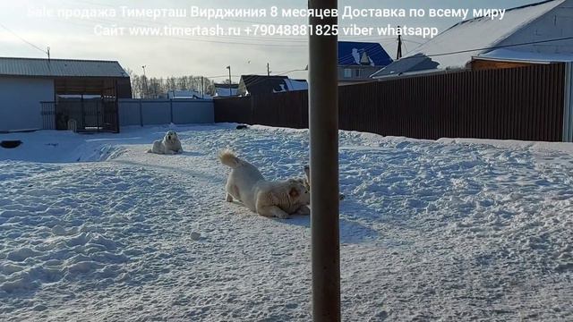 Продажа sale ТИМЕРТАШ ВИРДЖИНИЯ Доставка по миру Сайт www.timertash.ru +79048881825 viber whatsapp смотреть онлайн