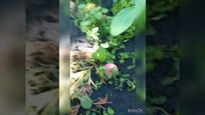 саженцам туи 1 год. Томат РОМОВАЯ БАБА