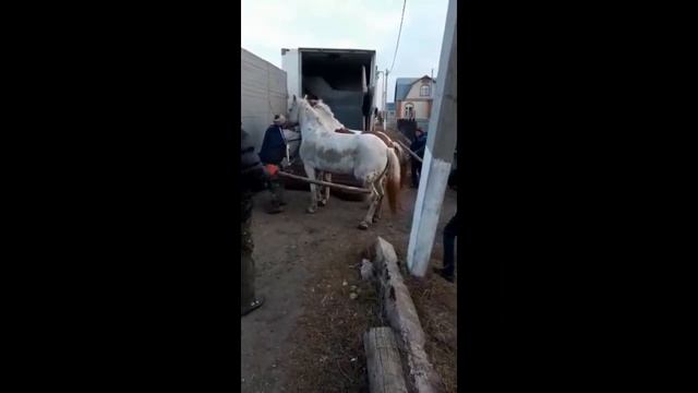 Пара пегих лошадей с бойни - наша новая история смотреть онлайн