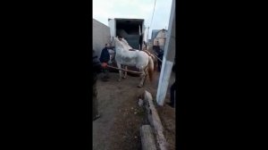 Пара пегих лошадей с бойни - наша новая история
