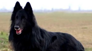 Грюнендаль - порода черных длинношерстных бельгийских овчарок