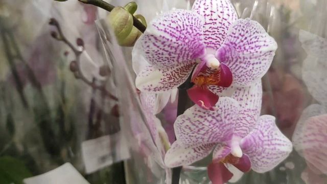 №461/ СВЕЖИЕ, РОСКОШНЫЕ орхидеи в ЛЕРУА МЕРЛЕН на Новороссийской смотреть онлайн