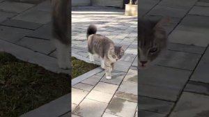 Кот и утка суету навели😂😂😂 Утки, котики, смешные животные, смешное видео с домашними животными 🦆🐈⬛