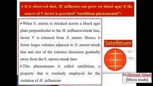 Haemophilus influenza