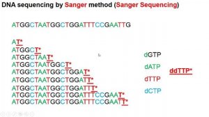 Секвенирование ДНК по Сэнгеру (Sanger Sequencing)