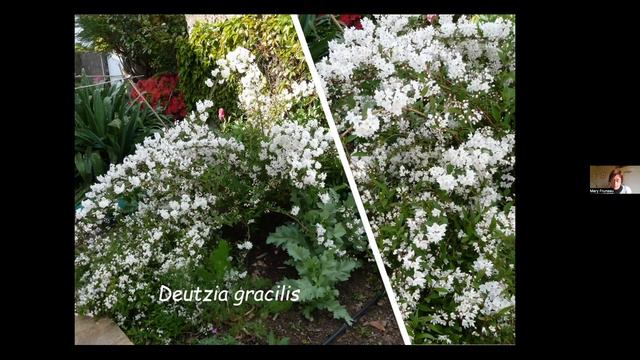 Comprendre pour tailler : Pistes pour le jardinier amateur смотреть онлайн