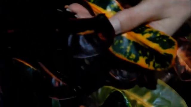 CRÓTON - Como cuidar e variedades смотреть онлайн