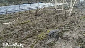Теплица, парник, балаган 4х20 метров для саженцев клубники. Belklubnika.by.mp4