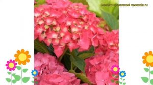 Гортензия крупнолистная Мася. Краткий обзор, описание характеристик hydrangea macrophylla Masja