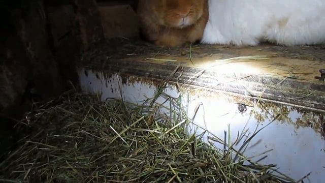 кролики на пасеке пчеловода   выращивание крольчат в полноценной семье , часть 3 смотреть онлайн