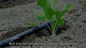 Капуста кольраби, варащивание