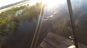 Ловля карпа на фидер. Карп на платном пруду. Рыбалка на карпа.