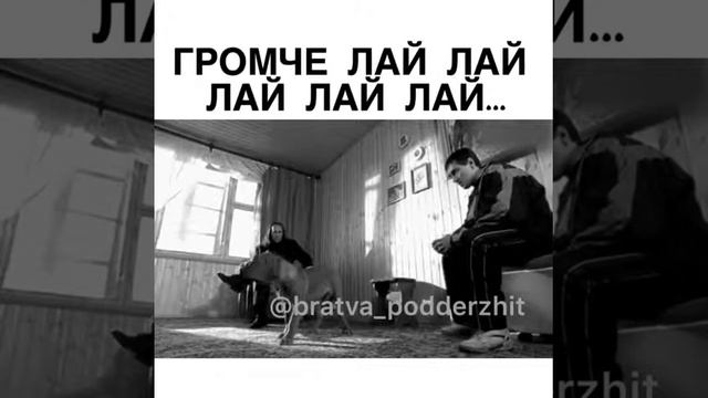 Собака не будет сначала в любви клясться.А потом по чужим кроватям прыгать. смотреть онлайн