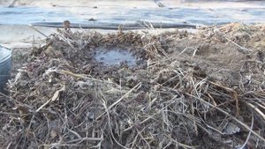 Как вырастить хороший урожай кабачков и тыквы. Компостная грядка для посадки.