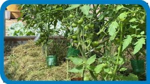ПРОФИЛАКТИКА КОРНЕВОЙ СИСТЕМЫ ОТ ЗАГНИВАНИЯ ПРИ МУЛЬЧИРОВАНИИ ОГУРЦОВ ПОМИДОР ПЕРЦА В ТЕПЛИЦАХ