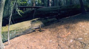 США, парк Секвоя - гигантские деревья. Почему лесной пожар полезен?