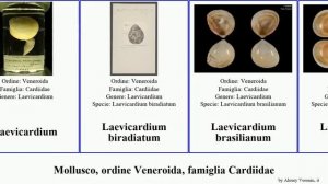 Mollusco, ordine Veneroida, famiglia Cardiidae laevicardium virgo mollusca fragilis spinosa Fulvia