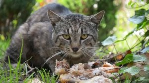 Почему коты и кошки спят с хозяином? | Факты и приметы