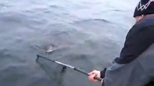 Ловля катрана ноябрь 2009