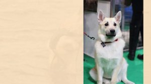 Norwegian Buhund – The Confident Nordic Herding Dog