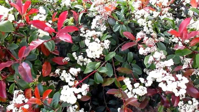 Как мудрая красавица проверила мужскую любовь. Восточная притча (слушать) смотреть онлайн