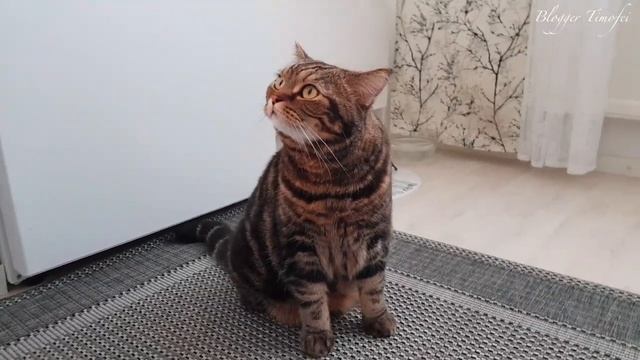 Кот смешно мяукает без звука; Cat is meowing without sound смотреть онлайн
