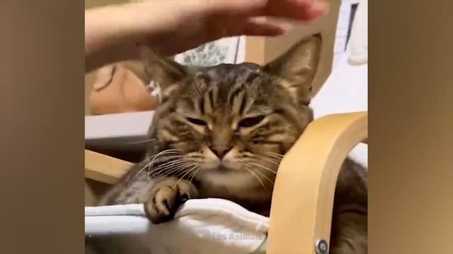 Котики