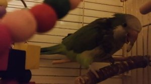 Попугай Кеша ругается